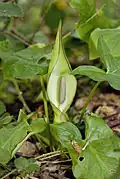 "Arum maculatum flowers"