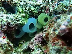 Unidentified ascidians