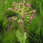 Long pedicels of clasping milkweed with a single peduncle