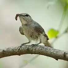 A bird with grey upperparts and white underparts standing on a branch while holding a larva in its mouth