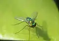Asian Long Legged Fly, Condylostylus sp. . Found at Tirunelveli, India.