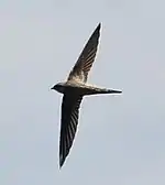 Asian palm swift upper