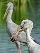 While feeding over snail in Mangaon, Raigad, Maharashtra