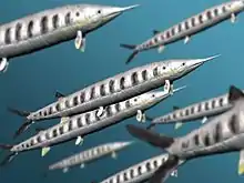 Aspidorhynchus acutirostris