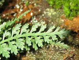 Frond of Asplenium montanum