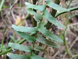 Frond of Asplenium platyneuron. Note acroscopic auricles at base of pinnae.