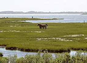 Wild horses standing in marshes