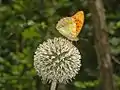 Inflorescence of Echinops sphaerocephalus pollinated by a butterfly
