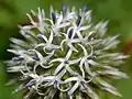 Close-up on flowers of Echinops sphaerocephalus