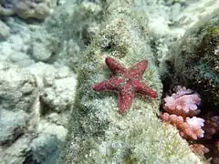 Unidentified sea star of the family Asterinidae (maybe Aquilonastra halseyae)