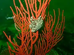 Basket star Astrocladus euryale at the Drop Zone in north eastern False Bay
