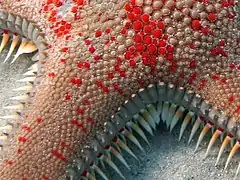 Ossicles of an Astropecten aranciacus