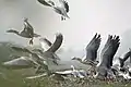 Bar-headed Goose in Basai Wetland