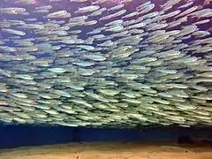 Robust hardyhead  (Atherinomorus lacunosus)