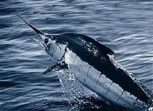 The largest billfish, the Atlantic blue marlin weighs up to 820 kg (1800 lb) and has been classified as a vulnerable species.Makaira nigricans Archived 29 November 2016 at the Wayback Machine bioSearch. Updated: 20 January 2011.