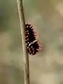 Pre-pupal caterpillar