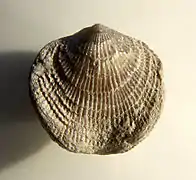 Atrypa devoniana, pedicle valve