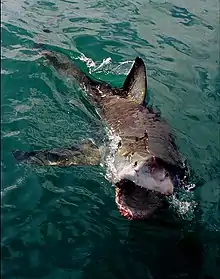Image 9Clear agonistic behaviour observed in Great White Shark (from Shark agonistic display)
