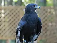 Carolina Raptor Center