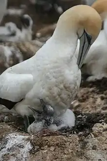 Large white seabird sheltering a squawking chick on the guano-stained ground