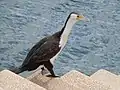 Pied cormorant in an urban setting — at the Sydney Opera House