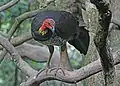 Australian brushturkey in Queensland