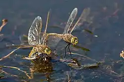 Male Australian Emperor dragonflies use motion camouflage to approach rivals.