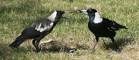 A juvenile begs for food from its father