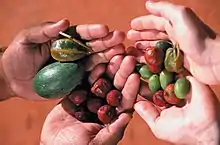 Bush tucker fruits