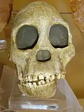 Image 13Fossil of the Taung child discovered in South Africa in 1924 (from History of paleontology)