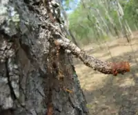 Nest entrance tunnel of A. cincta in far North Queensland, Australia