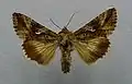 Autographa gamma