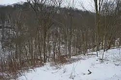 Wooded countryside in the township's east