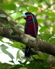 A black-and-red broadbill carrying a twig as nesting material in its beak
