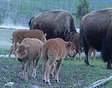 Baby bison