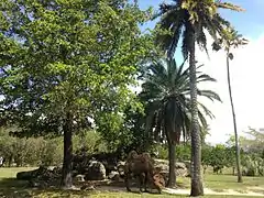 Bactrian camel exhibit