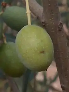 alt = Oviposited olive