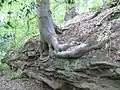 Ash tree rooted in a sandstone outcrop on the northern lip of the Dingle.