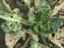 alt = Damage to collard greens, central Los Angeles