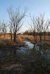 Trees sit in wetland