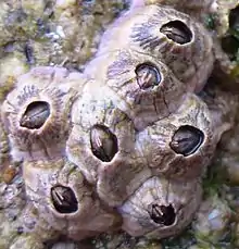 A translucent, sculptured shell conceals a small animal. Some of its appendages extend beyond the shell.