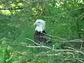 Bald eagles are abundant on Raspberry Island.