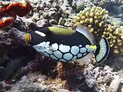 Clown triggerfish (Balistoides conspicillum)