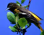 Baltimore oriole