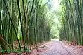Bamboo forest