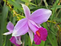 Wild Bamboo Orchid (Arundina graminifolia)