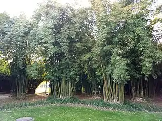 Bamboo bush at Orange Isle