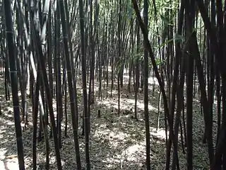Bamboo forest at the Rutgers Gardens, North Brunswick, New Jersey