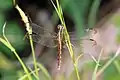 E. umbrata, female band-winged dragonlet, Jamaica
