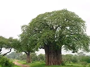 Baobab, Tarangire National Park (2015)